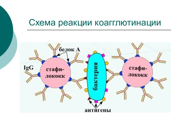 Схема реакции коагглютинации