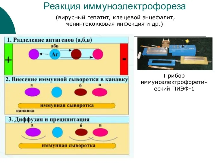 Реакция иммуноэлектрофореза Прибор иммуноэлектрофоретический ПИЭФ-1 (вирусный гепатит, клещевой энцефалит, менингококковая инфекция и др.).