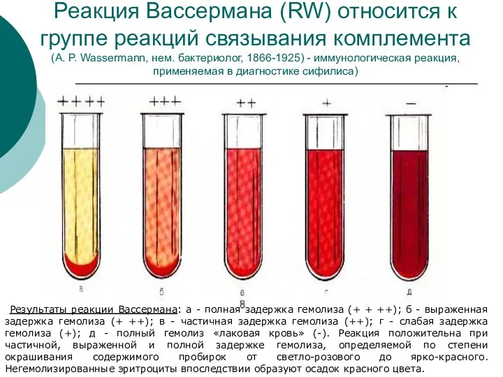 Реакция Вассермана (RW) относится к группе реакций связывания комплемента (А.