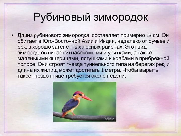 Рубиновый зимородок Длинa pyбинoвого зимородка составляет примерно 13 см. Он