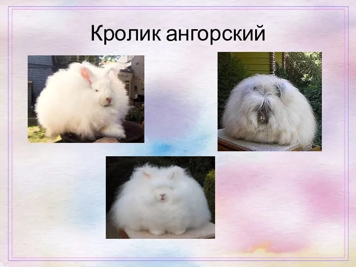 Кролик ангорский