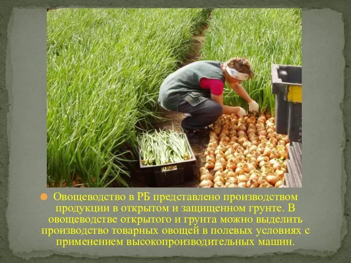 Овощеводство в РБ представлено производством продукции в открытом и защищенном
