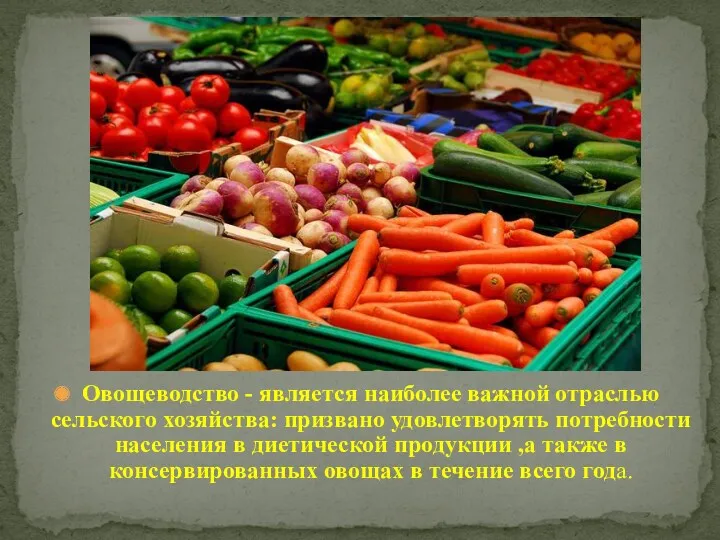 Овощеводство - является наиболее важной отраслью сельского хозяйства: призвано удовлетворять