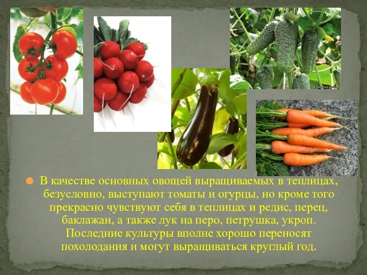 В качестве основных овощей выращиваемых в теплицах, безусловно, выступают томаты