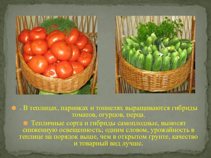 . В теплицах, парниках и тоннелях выращиваются гибриды томатов, огурцов,