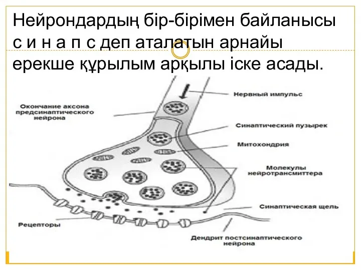 Нейрондардың бір-бірімен байланысы с и н а п с деп