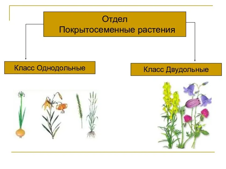 Отдел Покрытосеменные растения Класс Двудольные Класс Однодольные