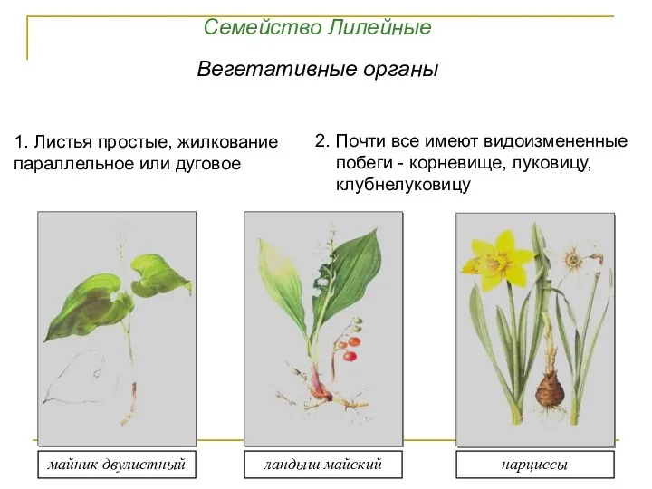 1. Листья простые, жилкование параллельное или дуговое 2. Почти все