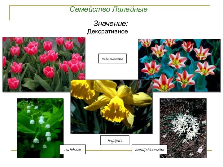 тюльпаны ландыш птицемлечник нарцисс Семейство Лилейные Значение: Декоративное