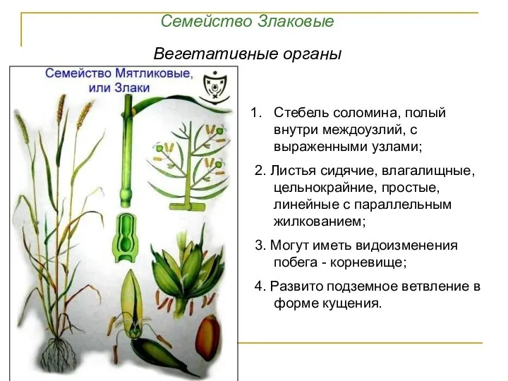 Стебель соломина, полый внутри междоузлий, с выраженными узлами; 2. Листья