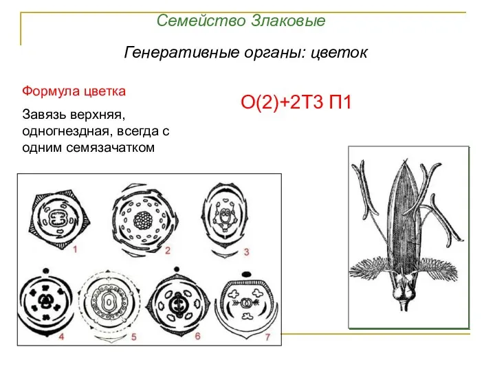 Формула цветка Завязь верхняя, одногнездная, всегда с одним семязачатком Семейство Злаковые Генеративные органы: цветок О(2)+2Т3 П1