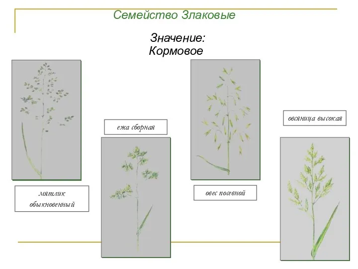 мятлик обыкновенный ежа сборная овес посевной овсяница высокая Семейство Злаковые Значение: Кормовое