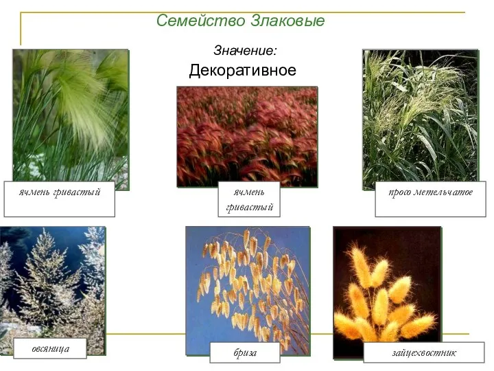 ячмень гривастый просо метельчатое ячмень гривастый овсяница бриза зайцехвостник Семейство Злаковые Значение: Декоративное