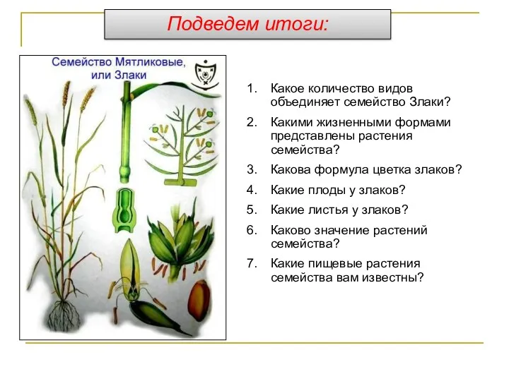 Какое количество видов объединяет семейство Злаки? Какими жизненными формами представлены