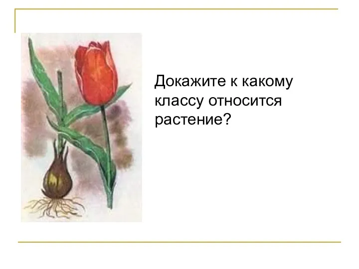 Докажите к какому классу относится растение?