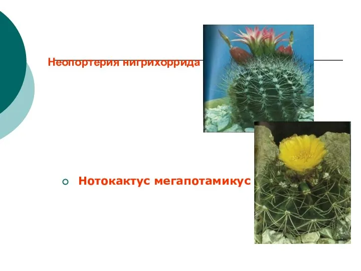 Неопортерия нигрихоррида Нотокактус мегапотамикус