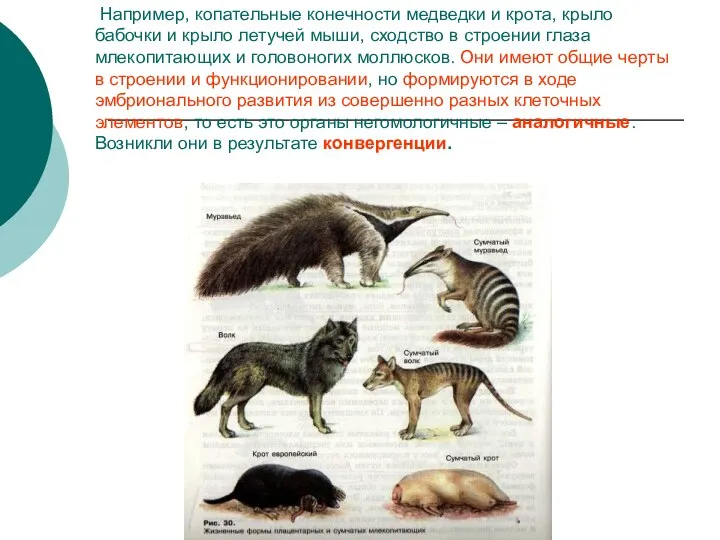 Например, копательные конечности медведки и крота, крыло бабочки и крыло