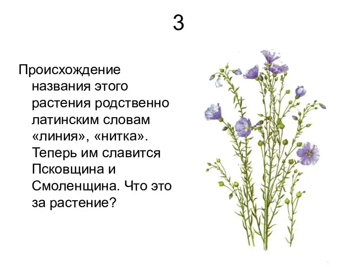 3 Происхождение названия этого растения родственно латинским словам «линия», «нитка». Теперь им славится