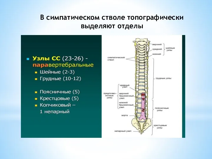 В симпатическом стволе топографически выделяют отделы