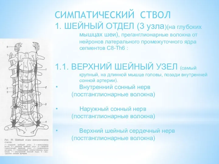 СИМПАТИЧЕСКИЙ СТВОЛ 1. ШЕЙНЫЙ ОТДЕЛ (3 узла)(на глубоких мышцах шеи),