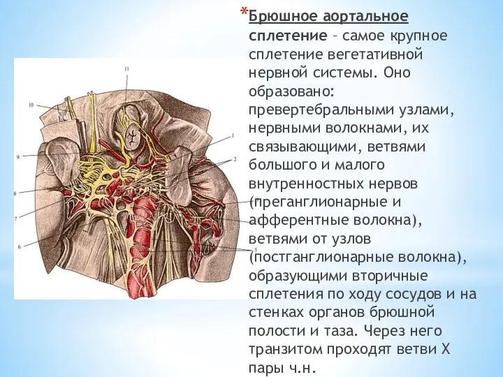 Брюшное аортальное сплетение – самое крупное сплетение вегетативной нервной системы.