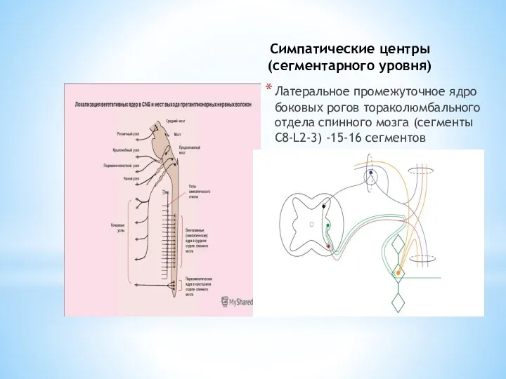 Симпатические центры (сегментарного уровня) Латеральное промежуточное ядро боковых рогов тораколюмбального