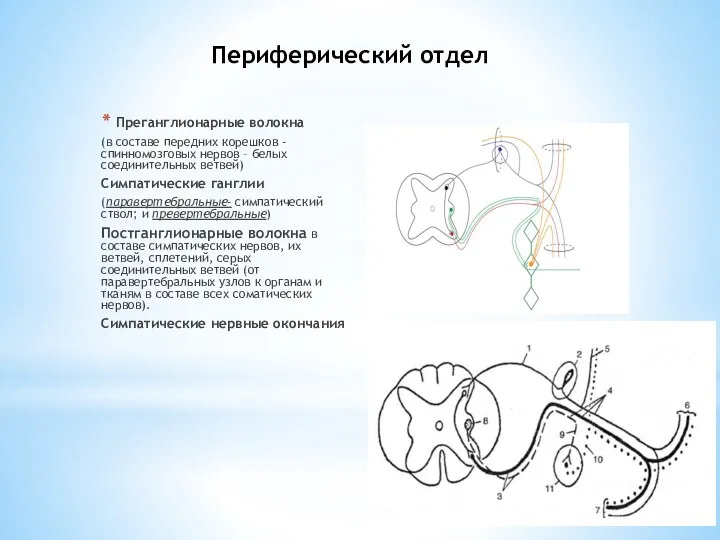Периферический отдел Преганглионарные волокна (в составе передних корешков - спинномозговых
