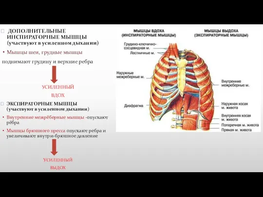 ЭКСПИРАТОРНЫЕ МЫШЦЫ (участвуют в усиленном дыхании) Внутренние межрёберные мышцы -опускают
