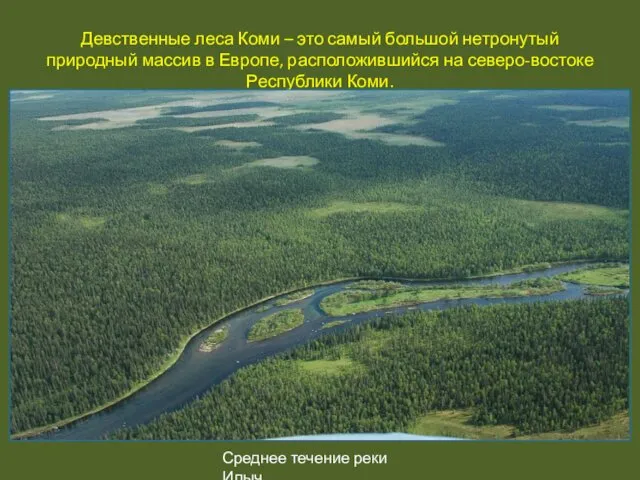 Девственные леса Коми – это самый большой нетронутый природный массив