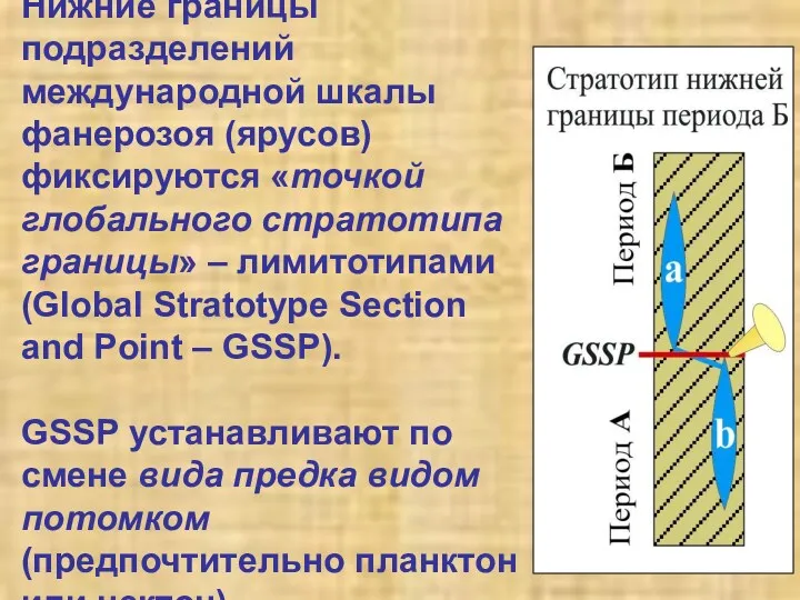 Нижние границы подразделений международной шкалы фанерозоя (ярусов) фиксируются «точкой глобального