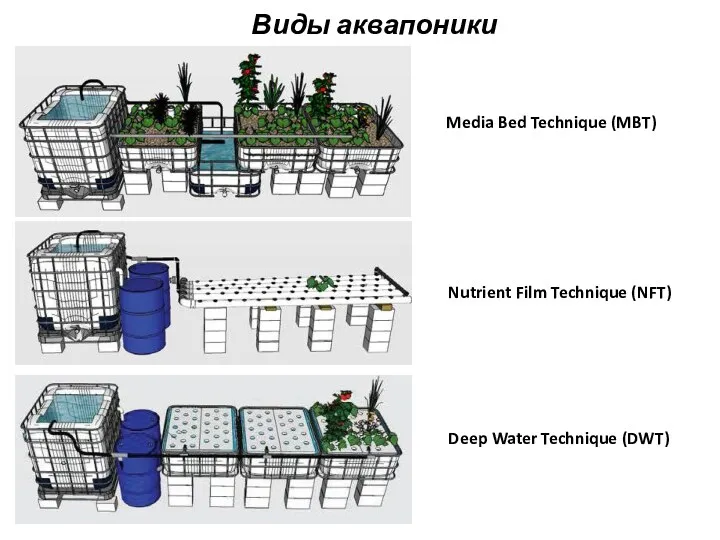 Виды аквапоники Media Bed Technique (MBT) Nutrient Film Technique (NFT) Deep Water Technique (DWT)