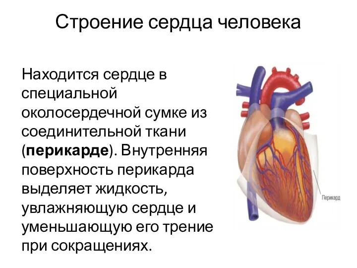 Строение сердца человека Находится сердце в специальной околосердечной сумке из