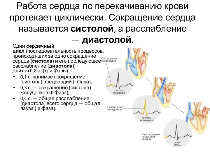 Работа сердца по перекачиванию крови протекает циклически. Сокращение сердца называется