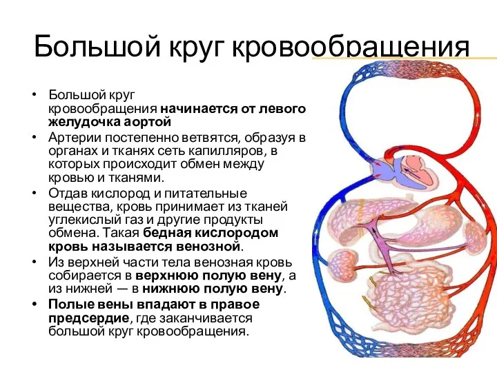 Большой круг кровообращения Большой круг кровообращения начинается от левого желудочка