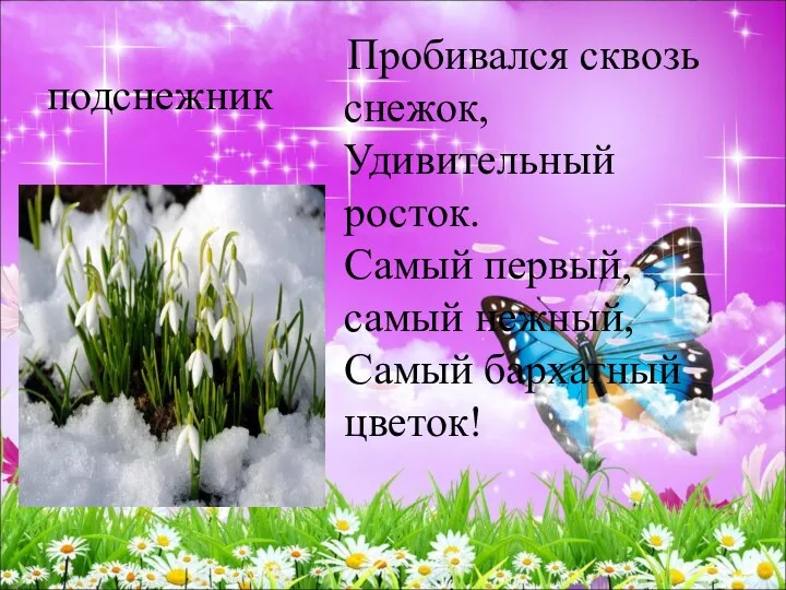 подснежник Пробивался сквозь снежок, Удивительный росток. Самый первый, самый нежный, Самый бархатный цветок!