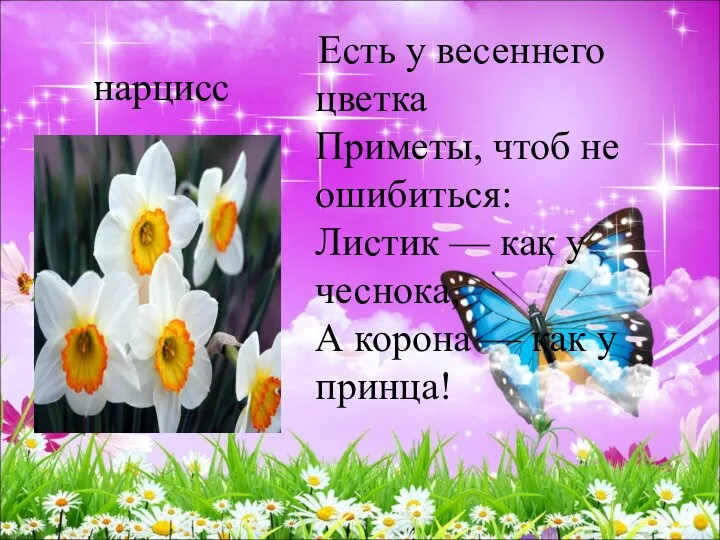 нарцисс Есть у весеннего цветка Приметы, чтоб не ошибиться: Листик — как у