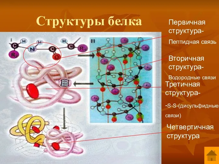 Структуры белка Первичная структура- Пептидная связь Вторичная структура- Водородные связи Третичная структура- -S-S-(дисульфидные связи) Четвертичная структура