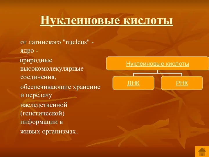 Нуклеиновые кислоты от латинского "nucleus" - ядро - природные высокомолекулярные