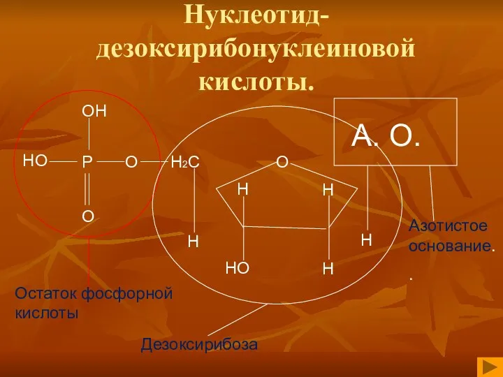 Нуклеотид- дезоксирибонуклеиновой кислоты.