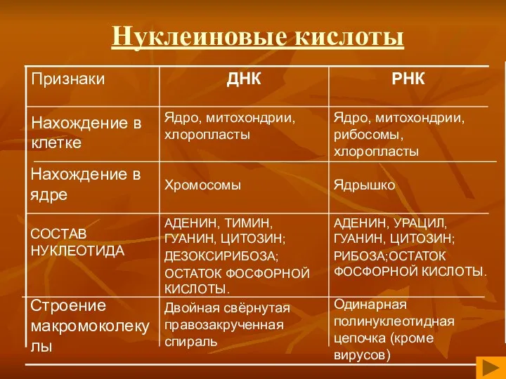 Нуклеиновые кислоты АДЕНИН, УРАЦИЛ, ГУАНИН, ЦИТОЗИН; РИБОЗА;ОСТАТОК ФОСФОРНОЙ КИСЛОТЫ. АДЕНИН,