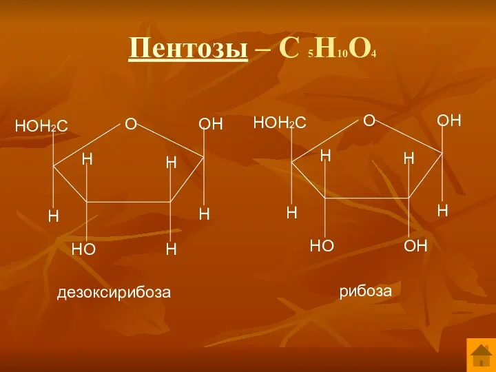 Пентозы – С 5Н10О4