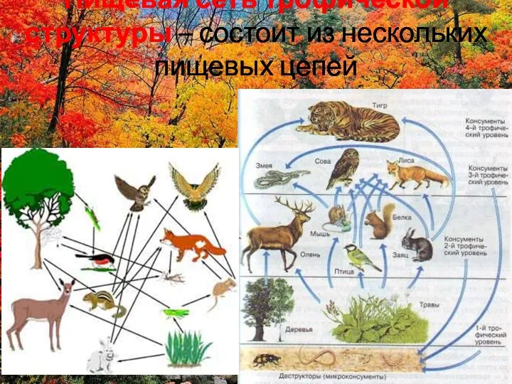 Пищевая сеть трофической структуры – состоит из нескольких пищевых цепей