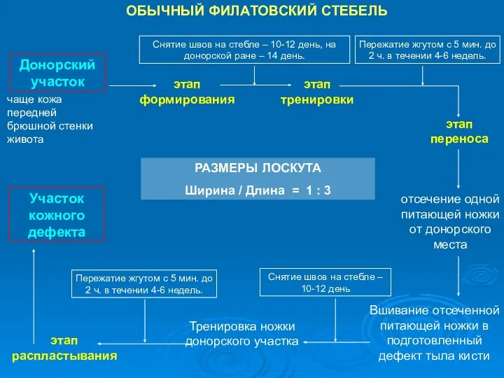 этап формирования этап тренировки Тренировка ножки донорского участка отсечение одной