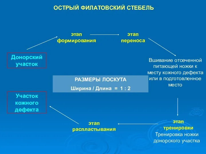 ОСТРЫЙ ФИЛАТОВСКИЙ СТЕБЕЛЬ этап формирования этап тренировки Тренировка ножки донорского