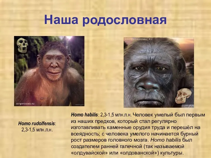 Наша родословная Homo rudolfensis: 2,3-1,5 млн.л.н. Homo habilis: 2,3-1,5 млн.л.н. Человек умелый был