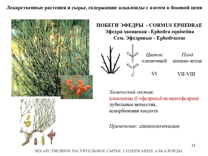 Лекарственные растения и сырье, содержащие алкалоиды с азотом в боковой цепи ЛЕКАРСТВЕННОЕ РАСТИТЕЛЬНОЕ