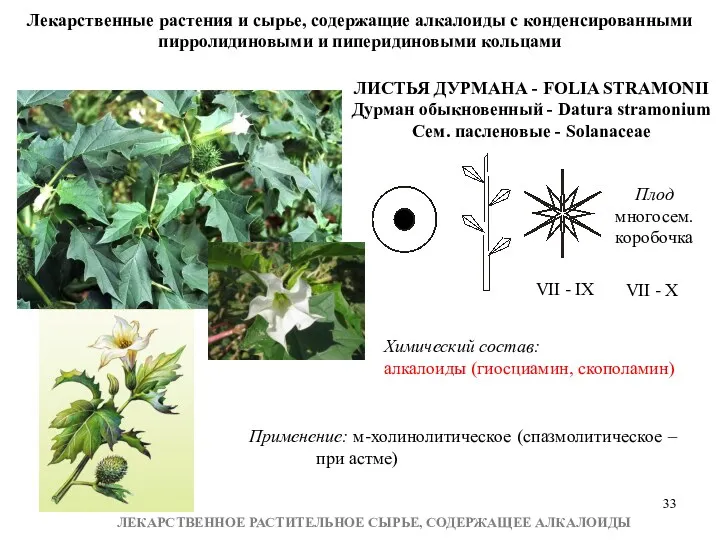 ЛЕКАРСТВЕННОЕ РАСТИТЕЛЬНОЕ СЫРЬЕ, СОДЕРЖАЩЕЕ АЛКАЛОИДЫ ЛИСТЬЯ ДУРМАНА - FOLIA STRAMONII Дурман обыкновенный -