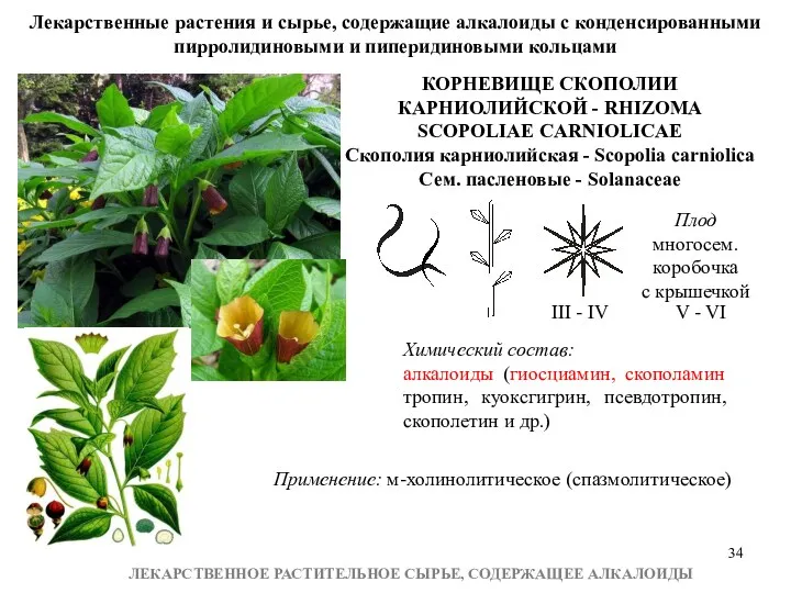 ЛЕКАРСТВЕННОЕ РАСТИТЕЛЬНОЕ СЫРЬЕ, СОДЕРЖАЩЕЕ АЛКАЛОИДЫ КОРНЕВИЩЕ СКОПОЛИИ КАРНИОЛИЙСКОЙ - RHIZOMA SCOPOLIAE CARNIOLICAE Скополия