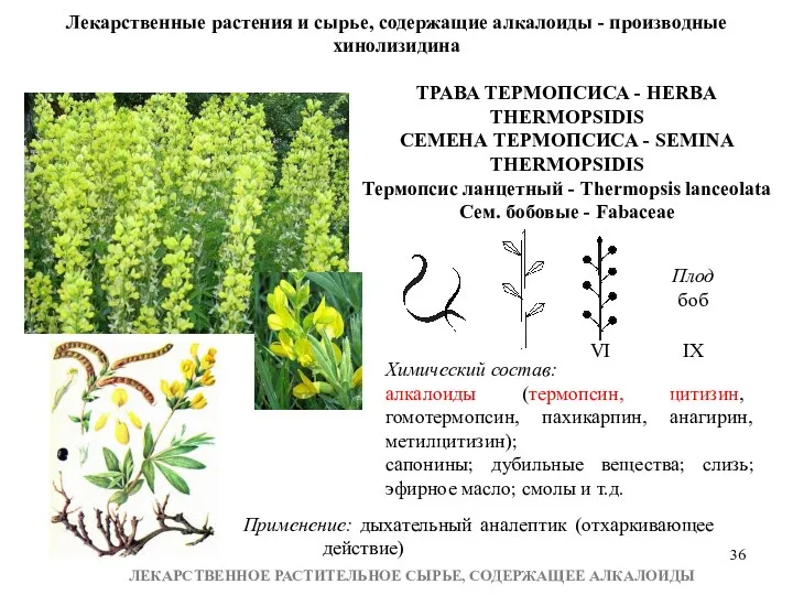 ЛЕКАРСТВЕННОЕ РАСТИТЕЛЬНОЕ СЫРЬЕ, СОДЕРЖАЩЕЕ АЛКАЛОИДЫ Лекарственные растения и сырье, содержащие алкалоиды - производные