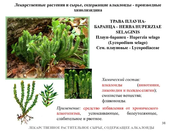 ЛЕКАРСТВЕННОЕ РАСТИТЕЛЬНОЕ СЫРЬЕ, СОДЕРЖАЩЕЕ АЛКАЛОИДЫ Лекарственные растения и сырье, содержащие